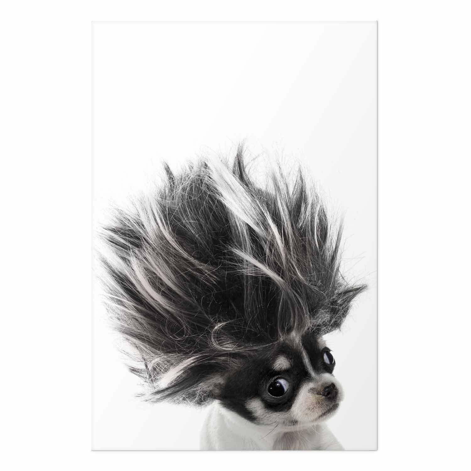 Poster - Chihuahua – Bild 2